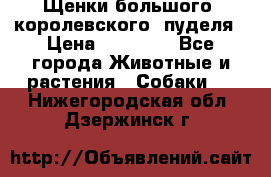 Щенки большого (королевского) пуделя › Цена ­ 25 000 - Все города Животные и растения » Собаки   . Нижегородская обл.,Дзержинск г.